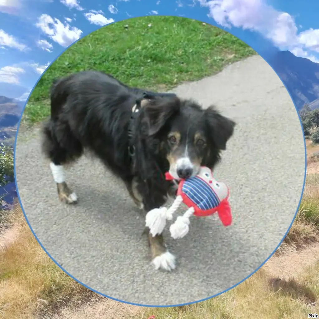 Condolence image of Tanja mit Timmy im Herzen 