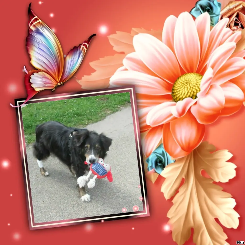 Condolence image of Tanja mit Timmy im Herzen 