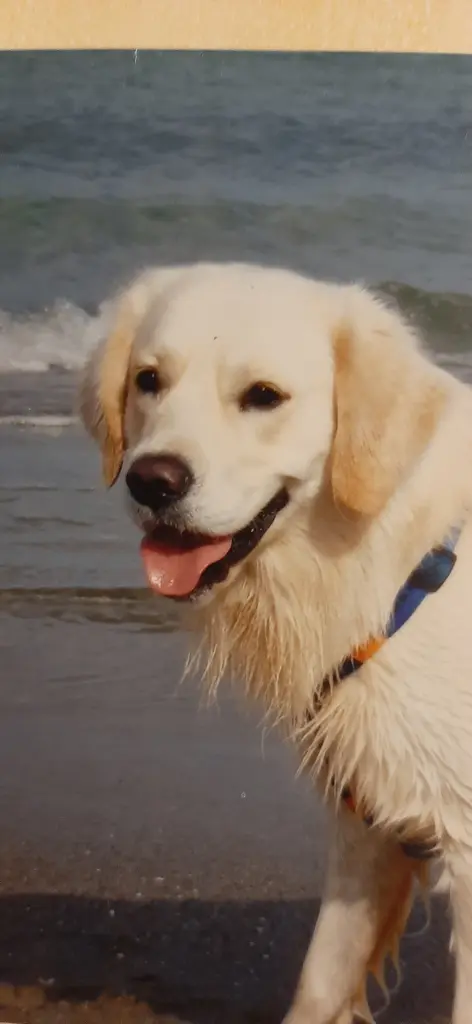 Condolence image of Claudia/ASKO ❤ 