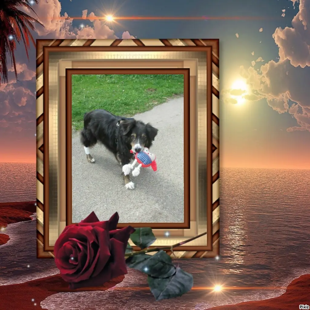 Condolence image of Tanja mit Timmy im Herzen 