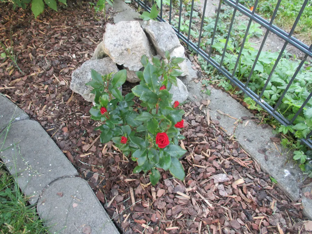 Condolence image of Fraule in Liebe