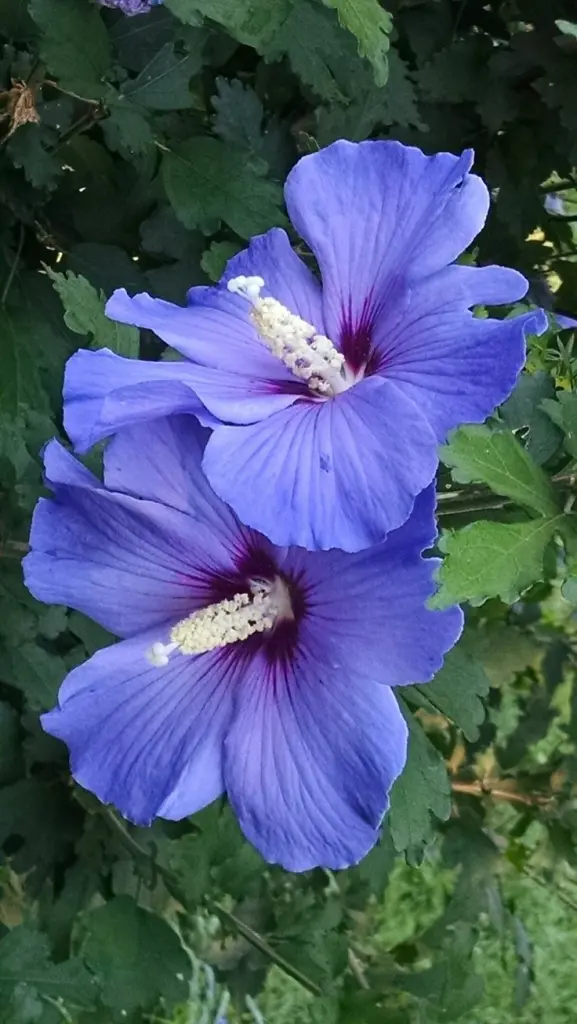 Condolence image of Martina mit Seelenhund Samy ♥️⭐♥️ für immer im Herzen 