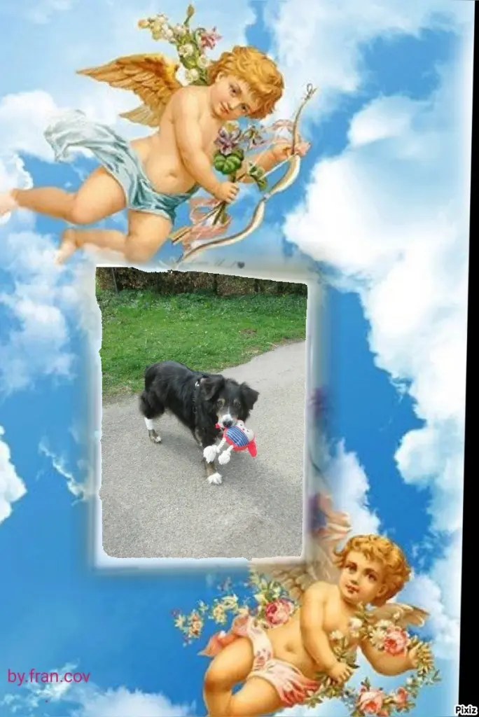 Condolence image of Tanja mit Timmy im Herzen 