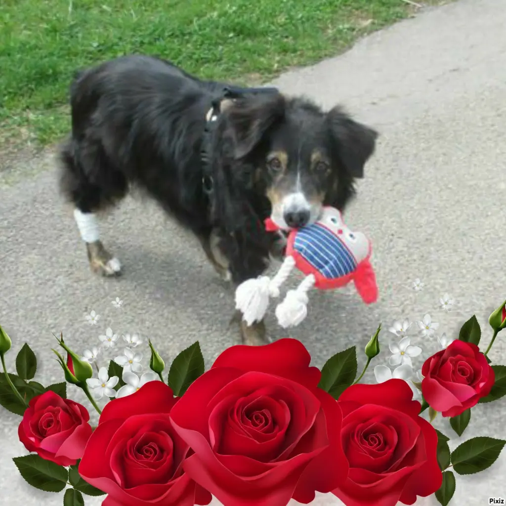 Condolence image of Tanja mit Timmy im Herzen 