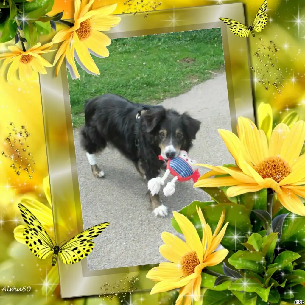 Condolence image of Tanja mit Timmy im Herzen 