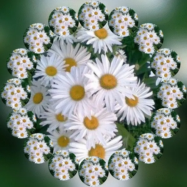 Condolence image of Martina mit Seelenhund Samy ♥️⭐♥️ für immer im Herzen 