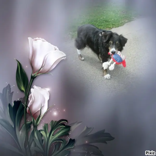 Condolence image of Tanja mit Timmy im Herzen 