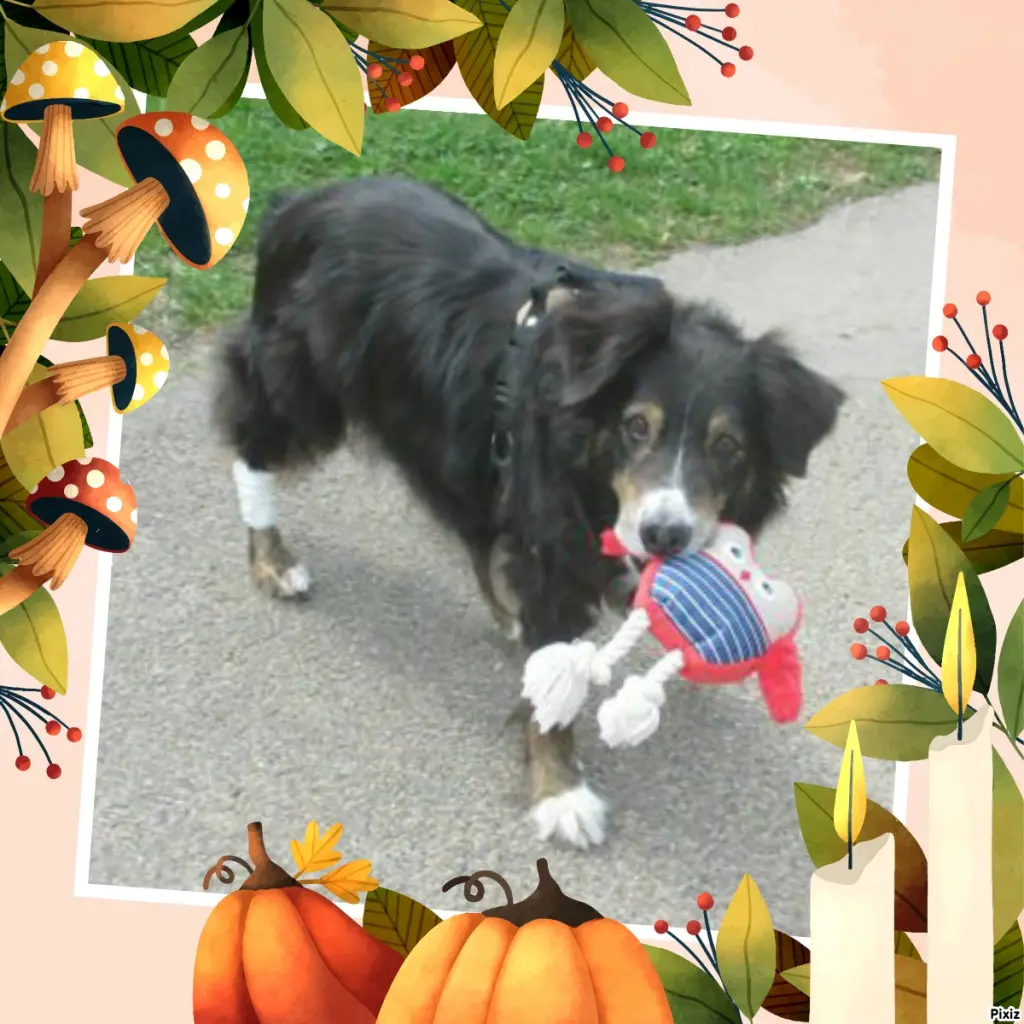 Condolence image of Tanja mit Timmy im Herzen 