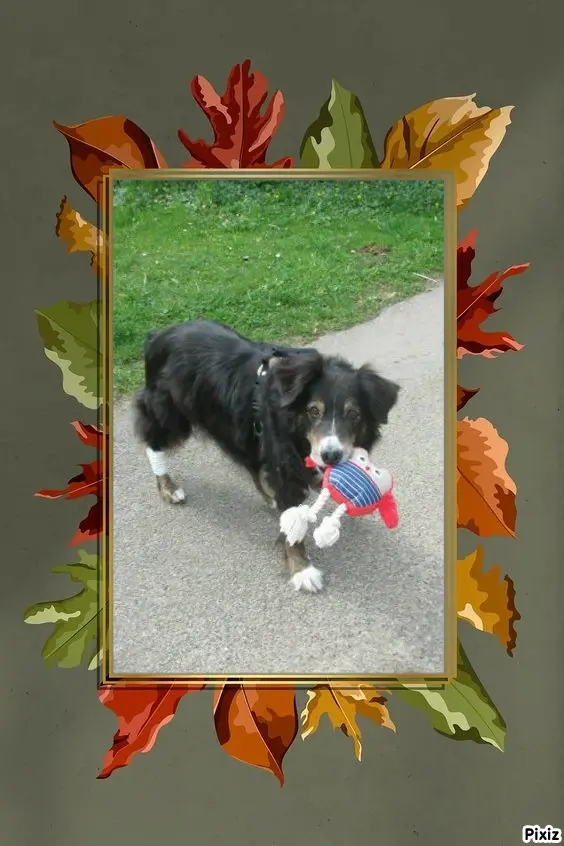 Condolence image of Tanja mit Timmy im Herzen 