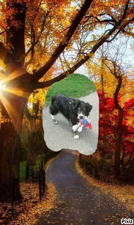 Condolence image of Tanja mit Timmy im Herzen 