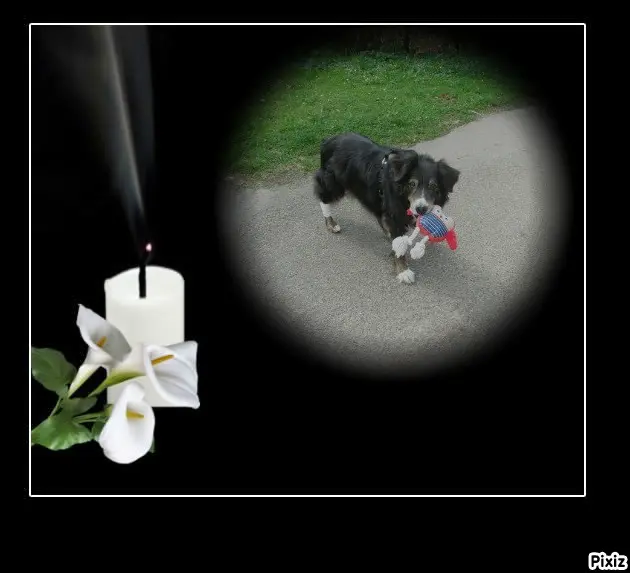 Condolence image of Tanja mit Timmy im Herzen 