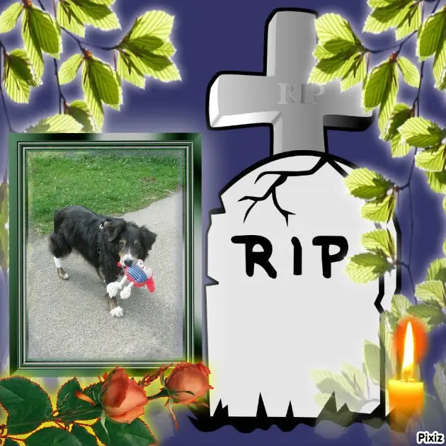 Condolence image of Tanja mit Timmy im Herzen 
