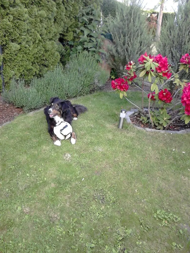 Condolence image of Renate mit Artax"Bubele"ganz tief im Herzen