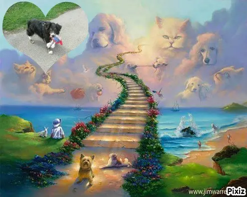 Condolence image of Tanja mit Timmy im Herzen 