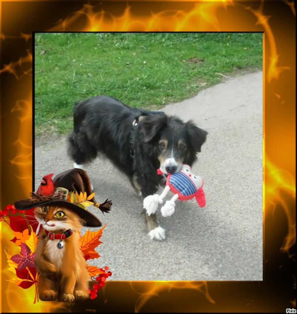 Condolence image of Tanja mit Timmy im Herzen 