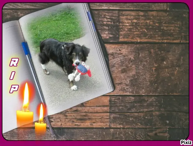 Condolence image of Tanja mit Timmy im Herzen 