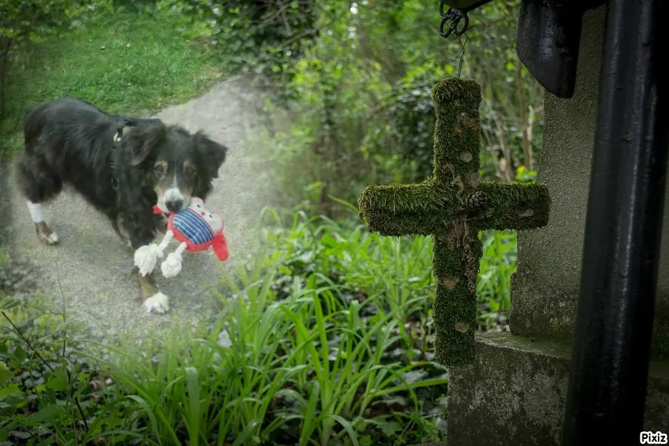 Condolence image of Tanja mit Timmy im Herzen 