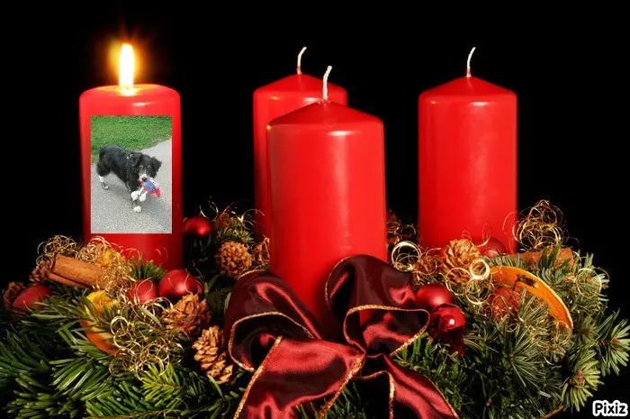 Condolence image of Tanja mit Timmy im Herzen 