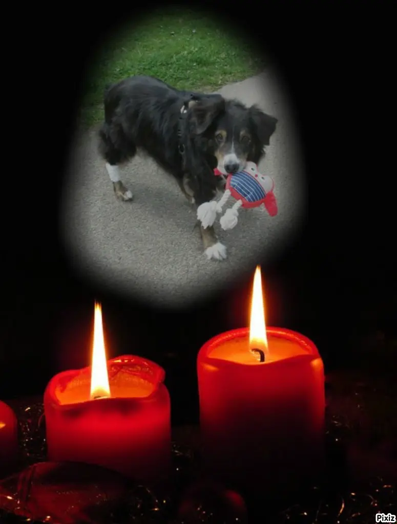 Condolence image of Tanja mit Timmy im Herzen