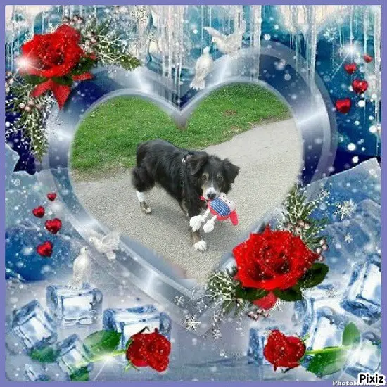 Condolence image of Tanja mit Timmy im Herzen 