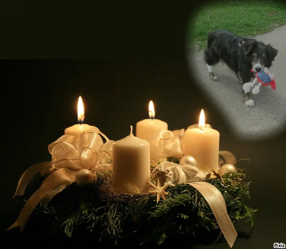 Condolence image of Tanja mit Timmy im Herzen 