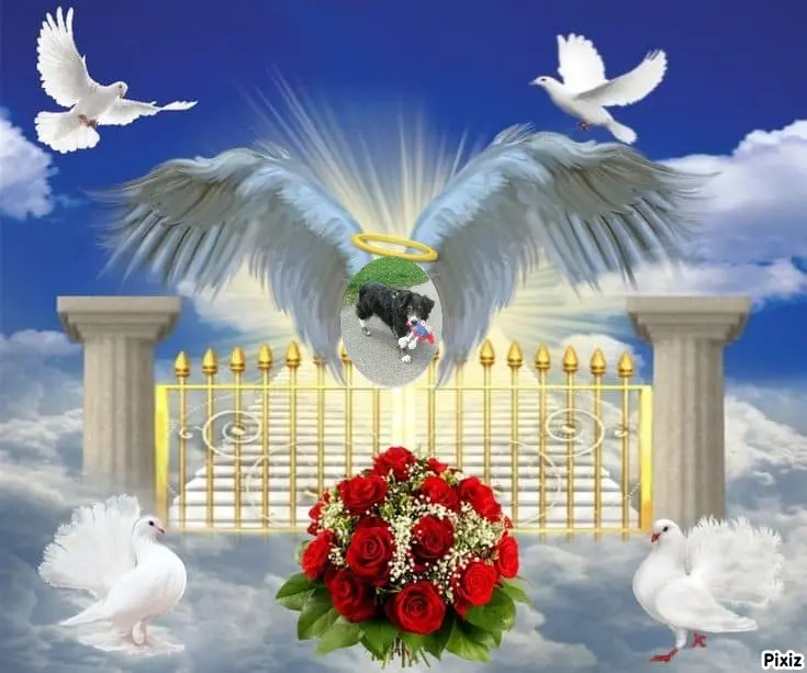 Condolence image of Tanja mit Timmy im Herzen 