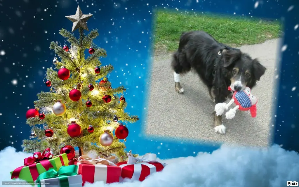 Condolence image of Tanja mit Timmy im Herzen 