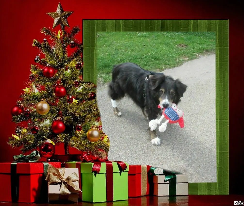 Condolence image of Tanja mit Timmy im Herzen