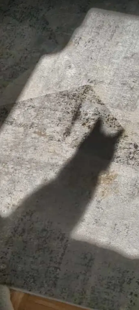 Condolence image of Post von Silke mit Mia im Herzen