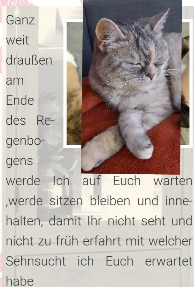 Condolence image of Für Renate♥️mit Bubele ♥️