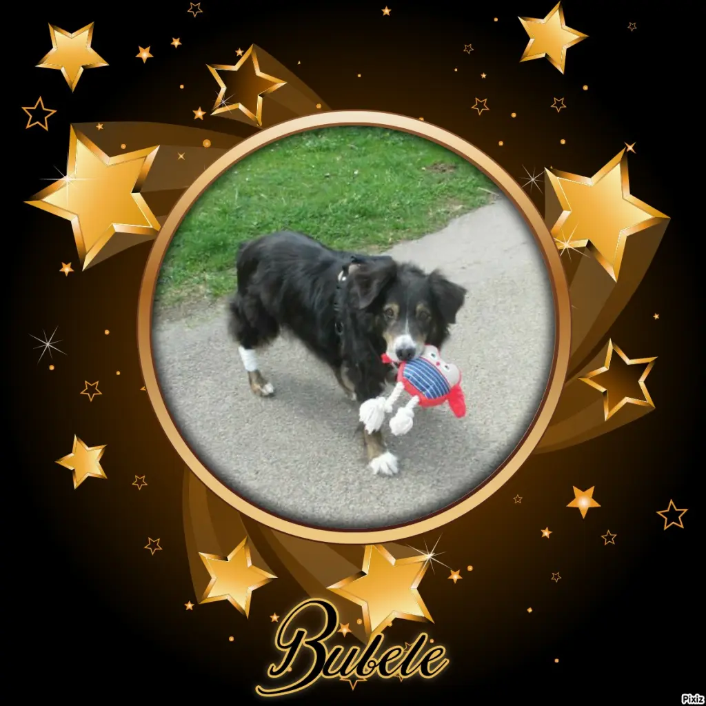 Condolence image of Tanja mit Timmy im Herzen 