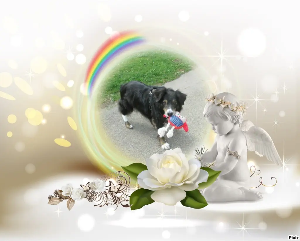 Condolence image of Tanja mit Timmy im Herzen 