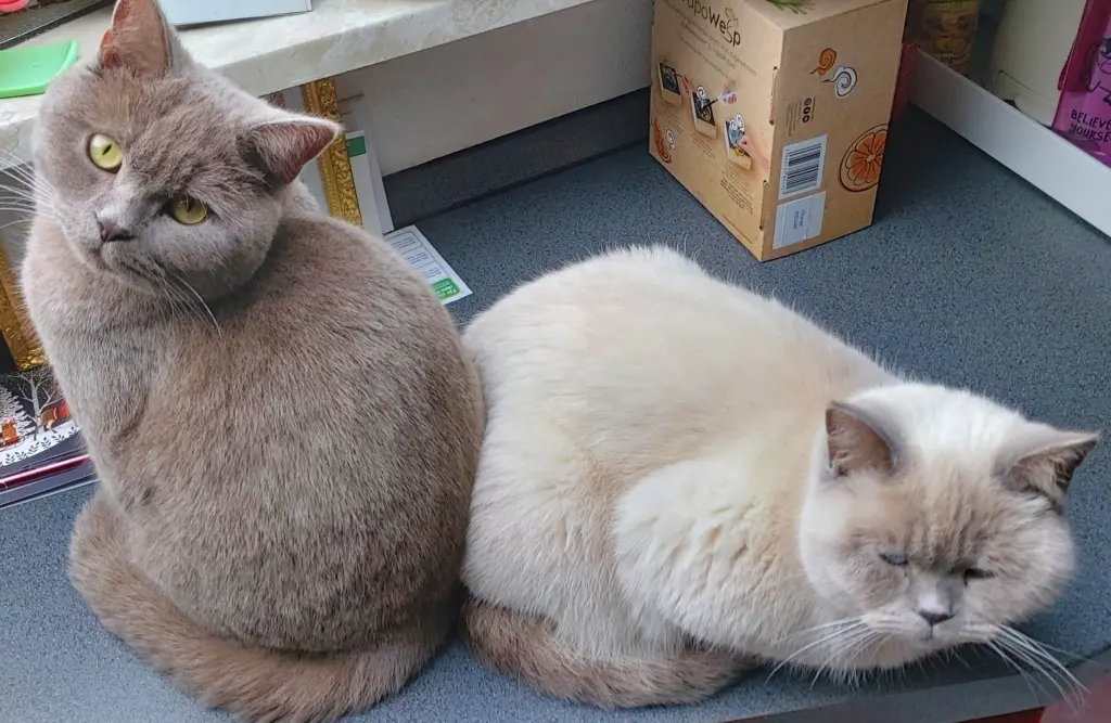 Condolence image of Danke für die Kraulis s