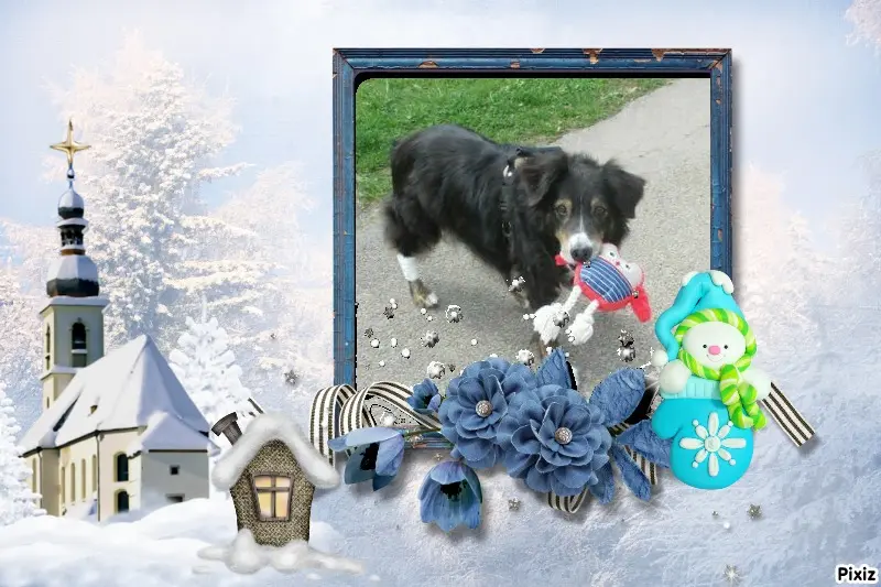 Condolence image of Tanja mit Timmy im Herzen 