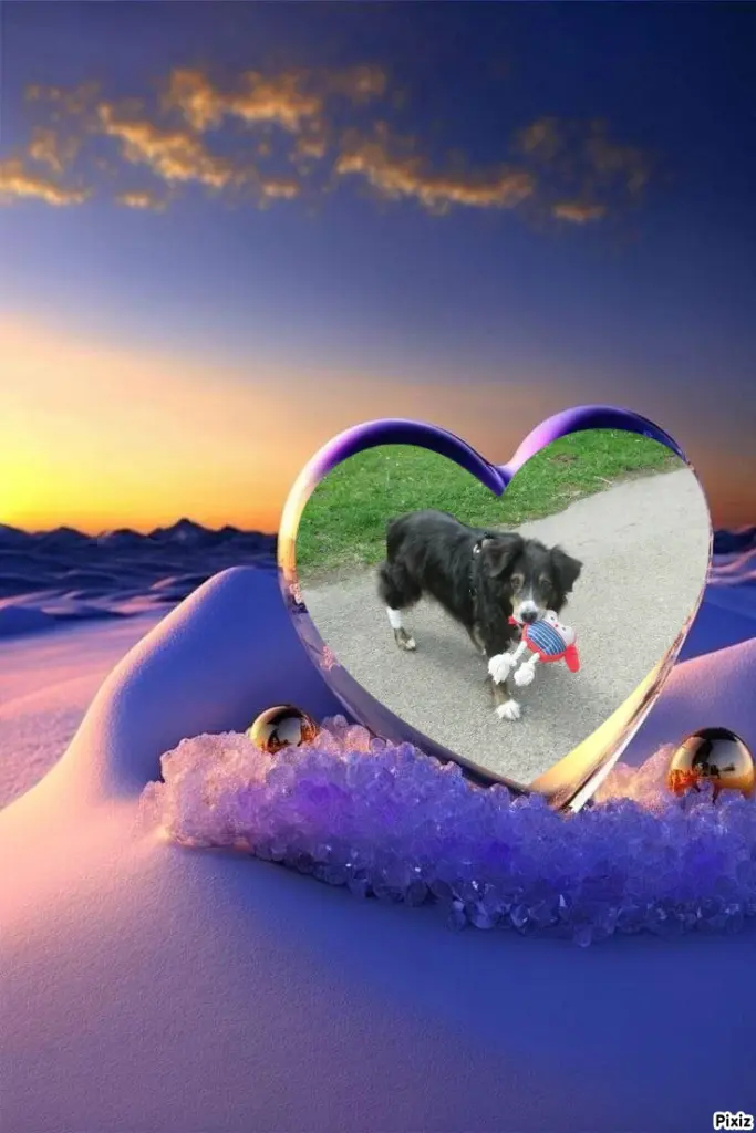 Condolence image of Tanja mit Timmy im Herzen 