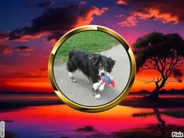 Condolence image of Tanja mit Timmy im Herzen