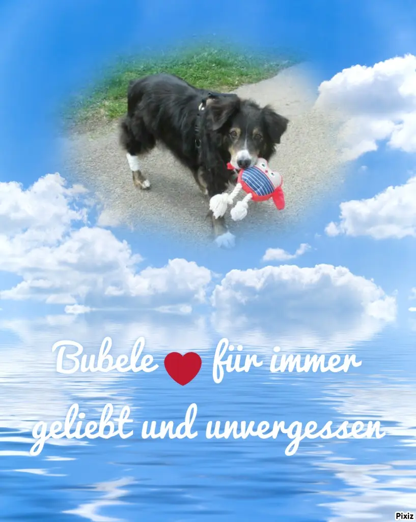 Condolence image of Tanja mit Timmy im Herzen 
