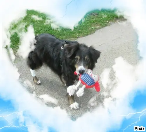 Condolence image of Tanja mit Timmy im Herzen 