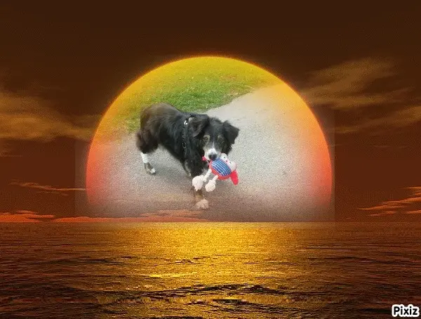 Condolence image of Tanja mit Timmy im Herzen 