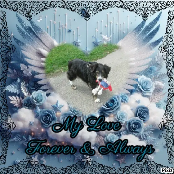 Condolence image of Tanja mit Timmy im Herzen 