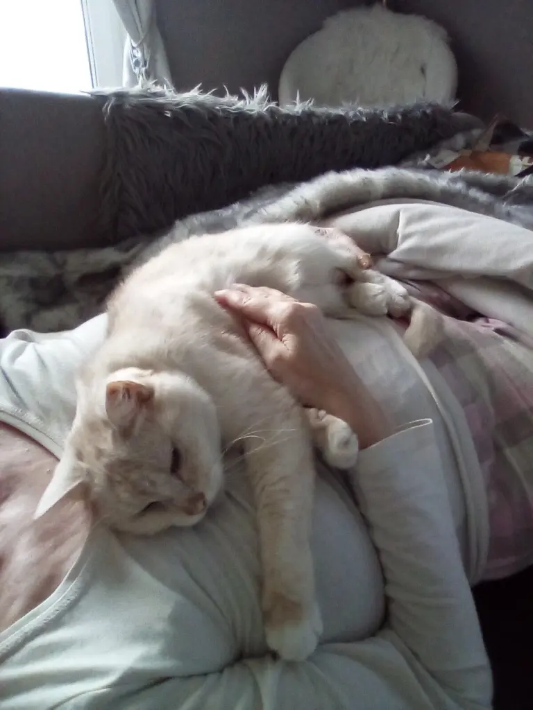 Condolence image of Beate und Arne mit Elvis im Herzen ❤