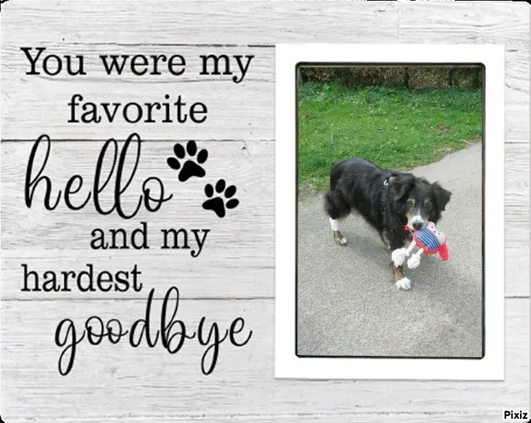 Condolence image of Tanja mit Timmy im Herzen 