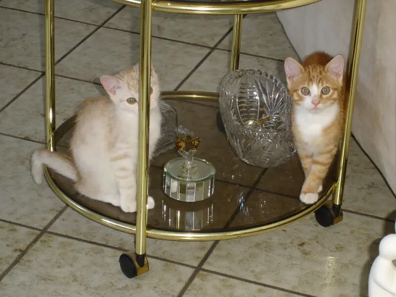 Condolence image of Beate und Arne mit Elvis im Herzen ❤