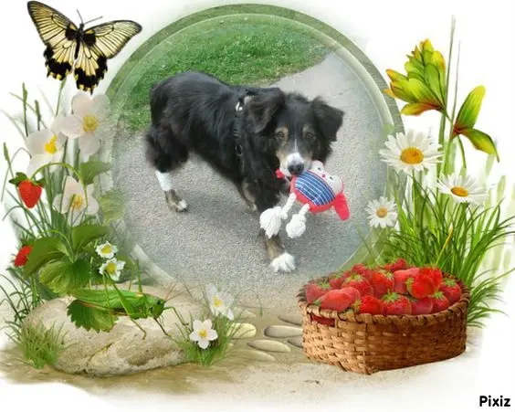 Condolence image of Tanja mit Timmy im Herzen 