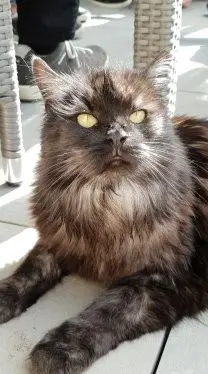 Condolence image of Silke mit Gila im ❤