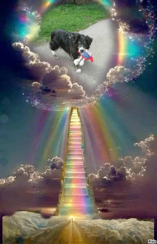 Condolence image of Tanja mit Timmy im Herzen 