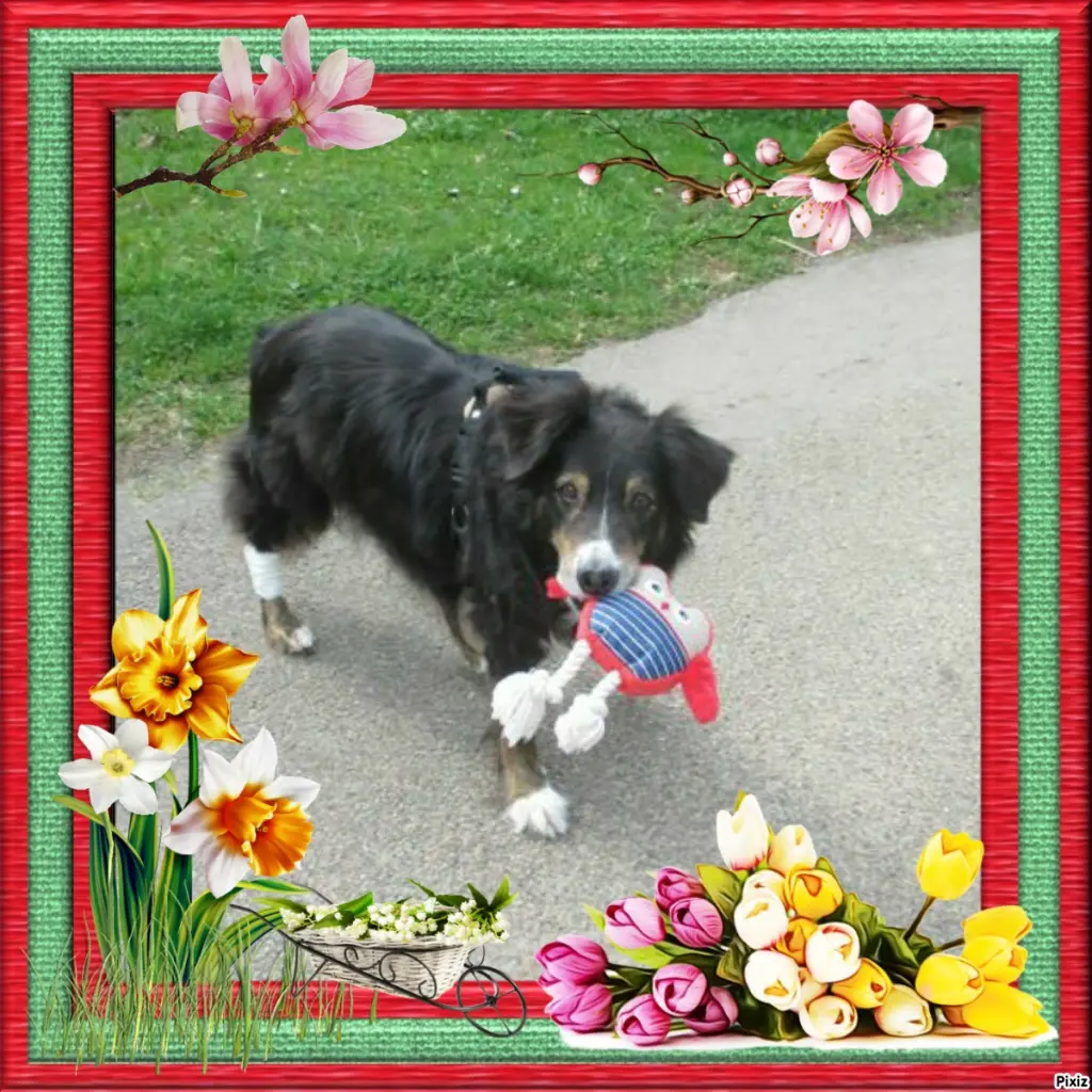 Condolence image of Tanja mit Timmy im Herzen