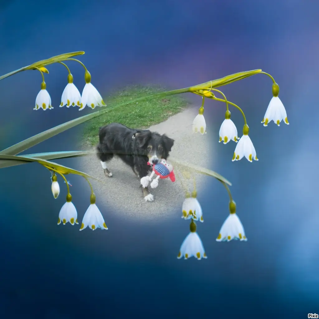 Condolence image of Tanja mit Timmy im Herzen