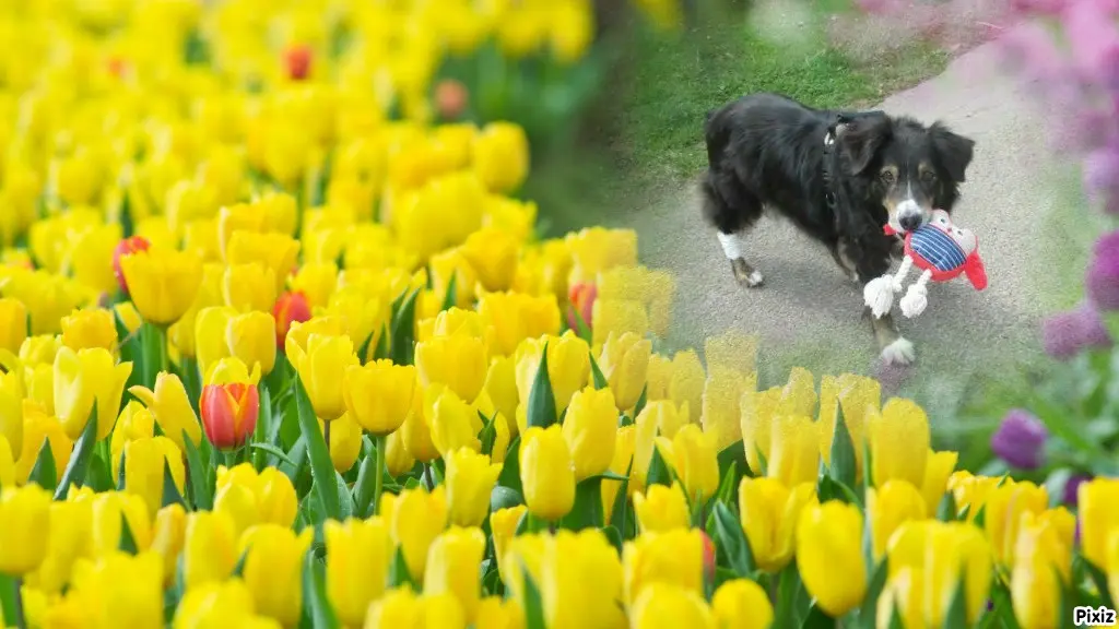 Condolence image of Tanja mit Timmy im Herzen 