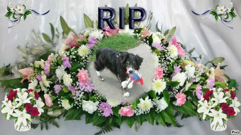 Condolence image of Tanja mit Timmy im Herzen 